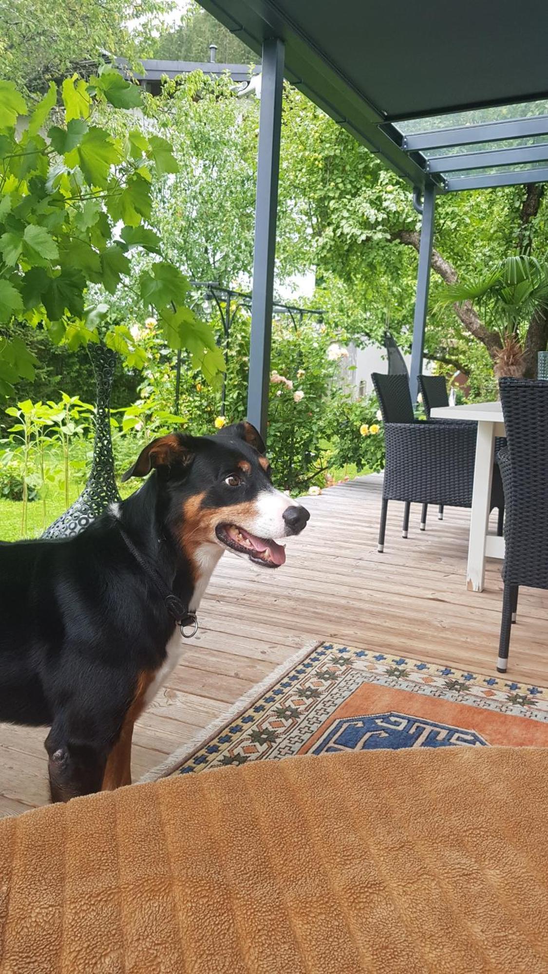 Jagd Trifft Moderne & Boutique Jardin Ferienhaus Annaberg im Lammertal Exterior foto